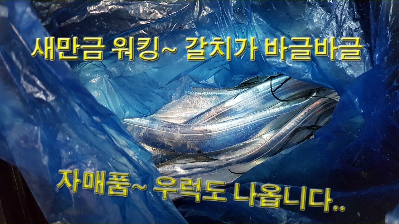 새만금방파제 워킹 빵좋은 갈치 루어 낚시 싸이즈좋고..마릿수 좋고..!!! , korea fish , Marbled