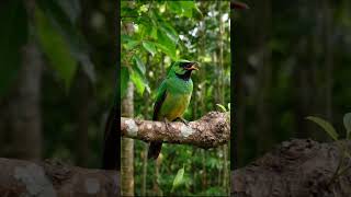 Suara burung kukuk hijau #burungkukukhijau