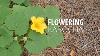 KABOCHA UPDATE | 1 MONTH LATER | URBAN GARDENING ZONE 7