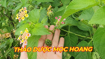 BÔNG ỔI - LOÀI CÂY QUEN THUỘC VỚI RẤT NHIỀU TÁC DỤNG QUÝ.BẠN NÊN BIẾT.