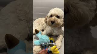can someone keep bird away from mom? #shortsclip #youtubeshorts #shorts  #dog #spoodle