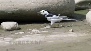 屏東縣的白鶺鴒