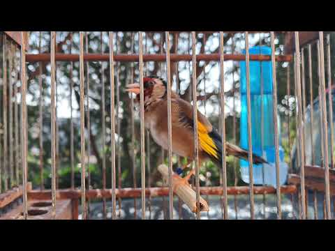 40 دقيقة من تغريد الحسون أو مقنين لي تحفيز فراخ الحسون والهجين توطواطي مرحبا بك صديقي في قناتي