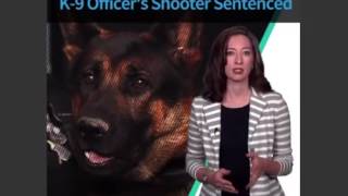 Celebrity Man Who Killed K9 Jethro Gets 45 Years in Prison Wealth
