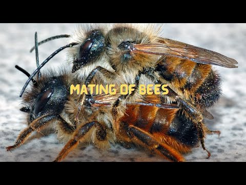 Sad Life for Male After Nuptial Flight With Female Honey Bee