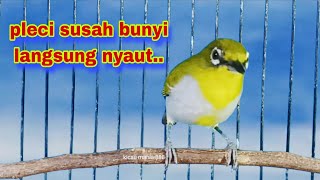 Pleci Ngeriwik Untuk Perangsang Bunyi Pleci Bahan,Paling Ampuh