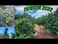 Outdoor grow 2022 savage inhouse ethos elev8 endos genetics