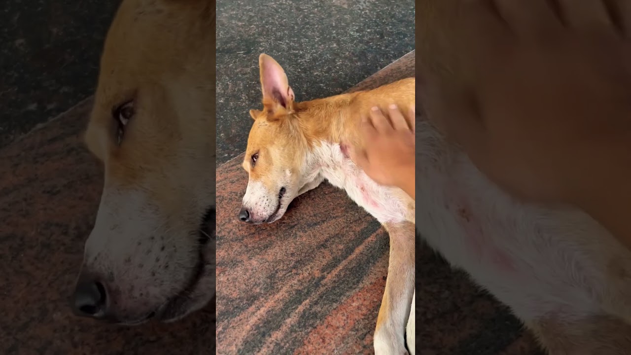 My Dog is Drunk 😳 