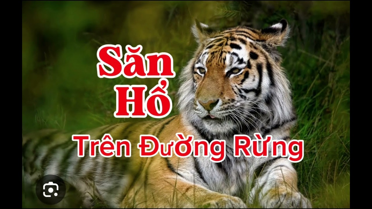 SĂN HỔ TRÊN ĐƯỜNG RỪNG | Lê Anh diễn đọc