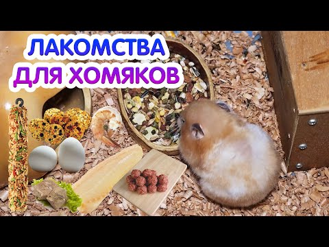 Лакомства для хомяков. Вкусняшки для хомяка