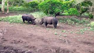 Rhino fight