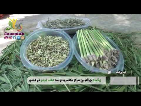    مزرعه علف لیمو در ایران