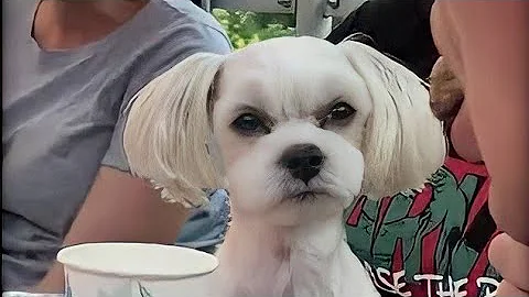 Video 11348801: funny cute animals compilation, funny animals funniest cats, funny wild cat, animals funniest cats dogs