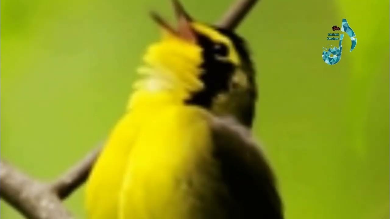 Birds Singing Ringtone l Trending Birds Song l Bird Sound Effect l