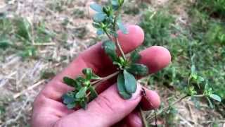 Medicinal and edible plant - purslane