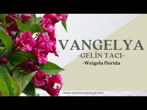 BİTKİ ANSİKLOPEDİSİ | VANGELYA-GELİN TACI -WEİGELA FLORİDA NEDİR? NERELERDE YETİŞİR?