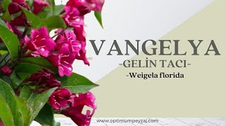 Bi̇tki̇ Ansi̇klopedi̇si̇ Vangelya-Geli̇n Taci -Wei̇gela Flori̇da Nedi̇r? Nerelerde Yeti̇şi̇r?