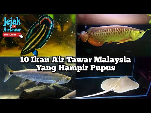 10 ikan air tawar Malaysia yang hampir pupus