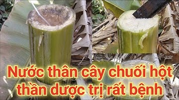 Nước thân cây chuối hột, thần kỳ trị nhiều căn bệnh hiệu quả.