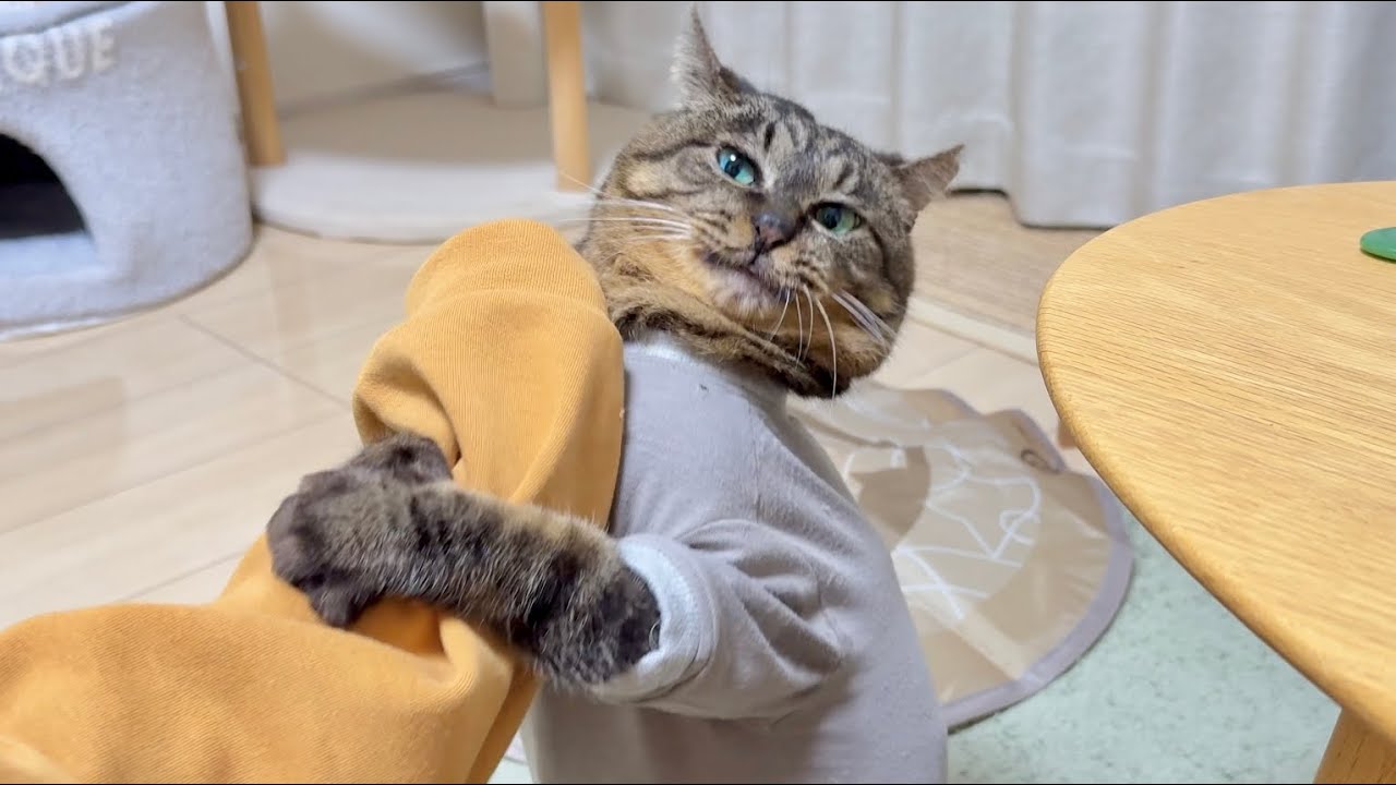 爪切りのあと我慢の限界で「野生」が隠せない元地域猫の愛猫…