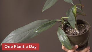 Philodendron Hastatum Houseplant Care 144 Of 365 Youtube Philodendron Hastatum Houseplant Care 144 Of 365 Youtube
