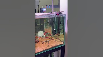 Sưởi bể cá liệu có tốn nhiều tiền điện ? #thuysinh #shorts