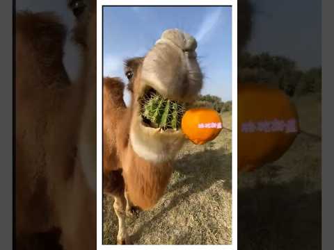 Зачем он дал верблюду кактус? (🎥 - @Cutepet88, @camelsandfriends)