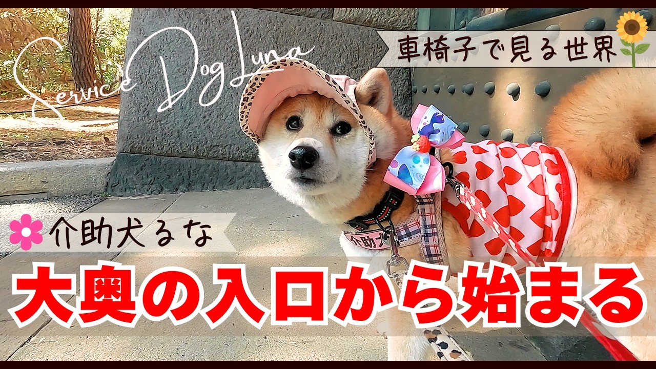 車椅子で「大奥の入口」へ！介助犬と進む歴史の道