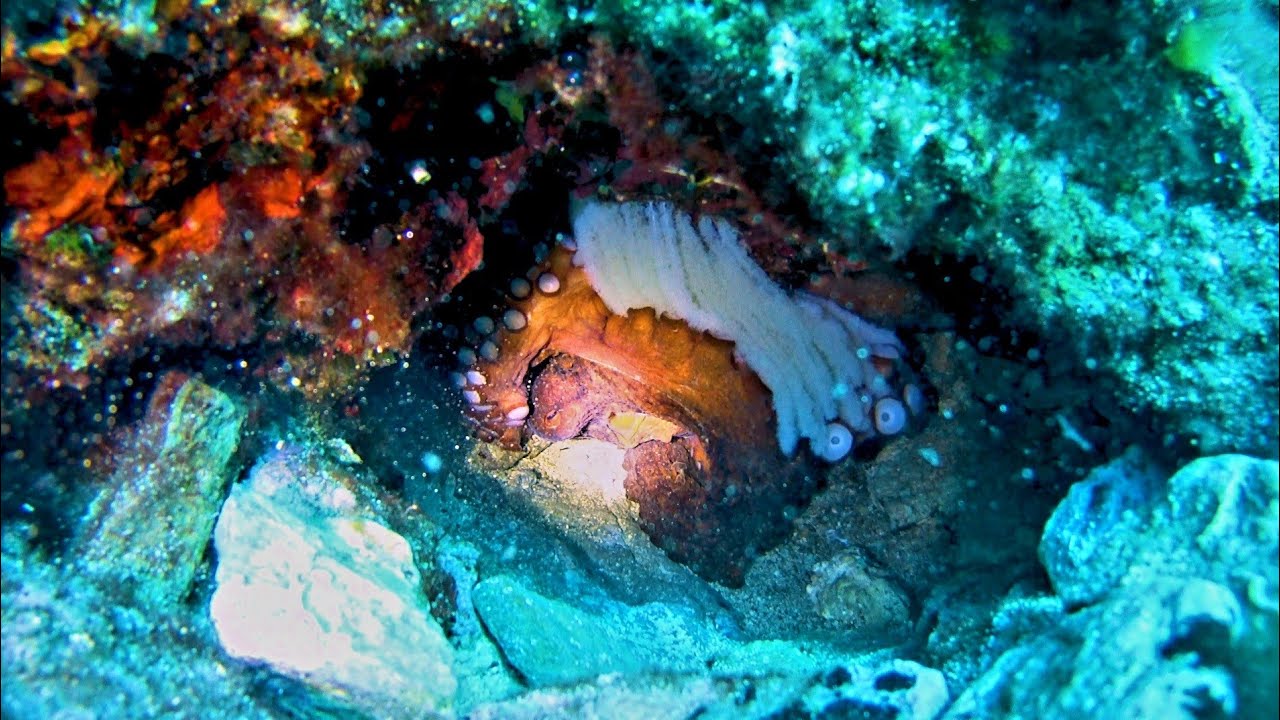 Τα πανέμορφα αυγά από  την χταποδο-μάνα!! Και η Συναρπαστική Μάχη στο Βυθό!!!