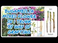 BUGAMBILIA ASSORTED FLOWER IN 1 TRUNK BY WAY OF GRAFTING