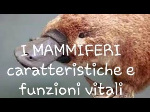 I mammiferi 🦁