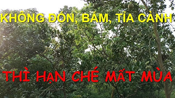 Kỹ thuật làm cây vải U Hồng hạn chế mất mùa.