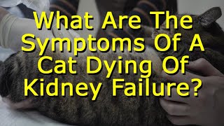 What Are The Symptoms Of A Cat Dying Of Kidney Failure?