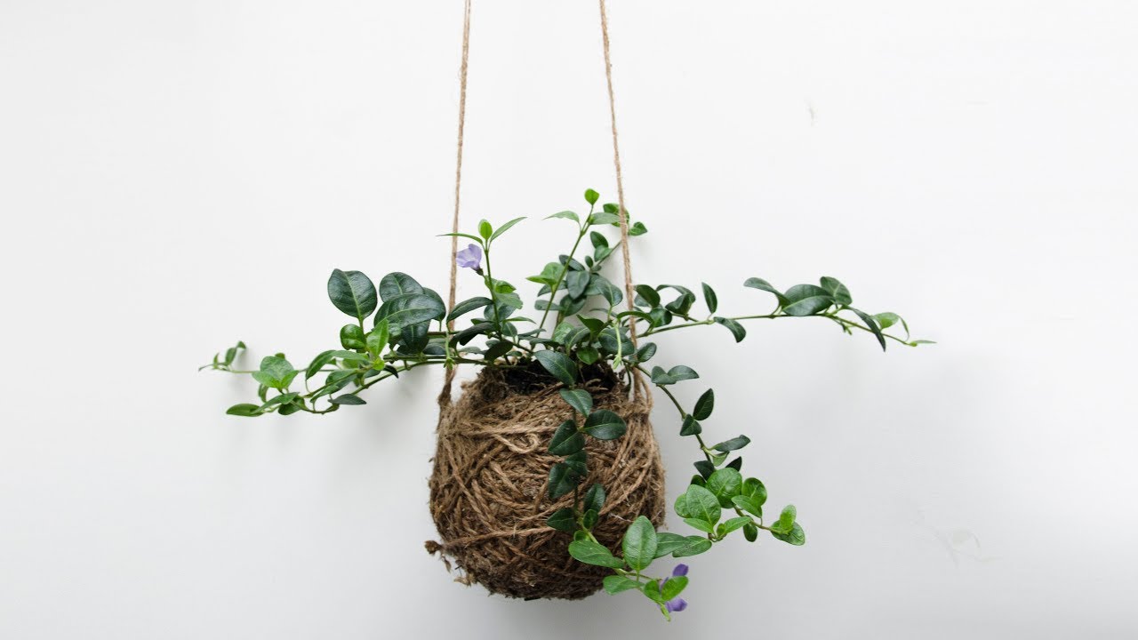 How to Make a Japanese Moss Ball Planter