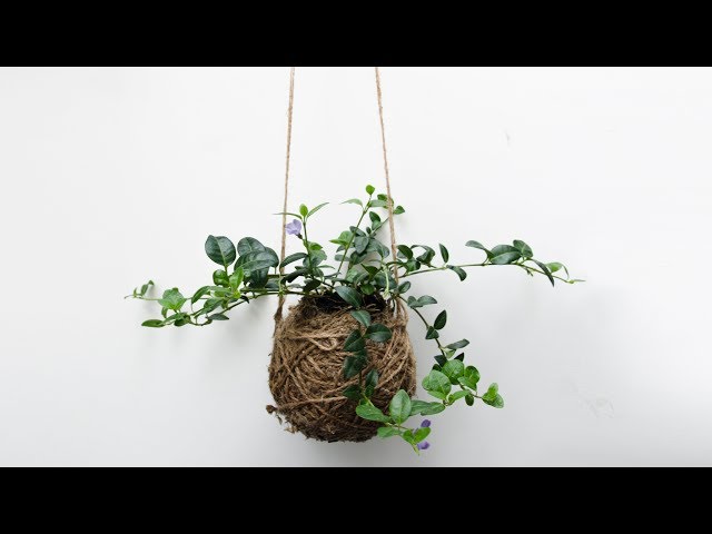 DIY Moss Ball Planter - Hanging Garden - Kokedama - YouTube