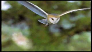 The Barn Owl Trust