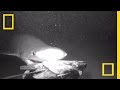prehistoric shark seen attacking deep bait national geographic