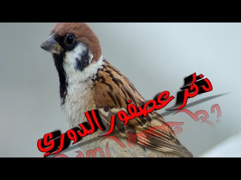 فيديو: House Sparrow: الوصف. ما الفرق بين عصفور المنزل وعصفور الحقل؟