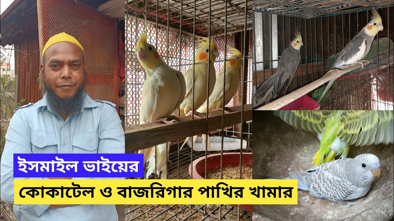 কোকাটেল পাখি পালন পদ্ধতি ও দাম | Cockatiel bird breeding tips | SK AVIARY & AGRO