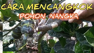 Cara mencangkok nangka