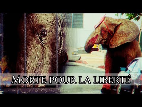 Tyke | Éléphant hors la loi