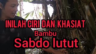 Ciri Ciri Dan Khasiat Bambu Sabdo Lutut