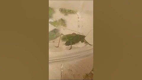 Мир Насекомых 🦋🪲| Стрекотание зелёного кузнечика 🦗 #каналмирнасекомых #энтомология #кузнечик #наука