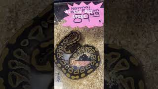 Back at the PET STORE pets animals ballpython python pet petlover fyp viral cool dope ??