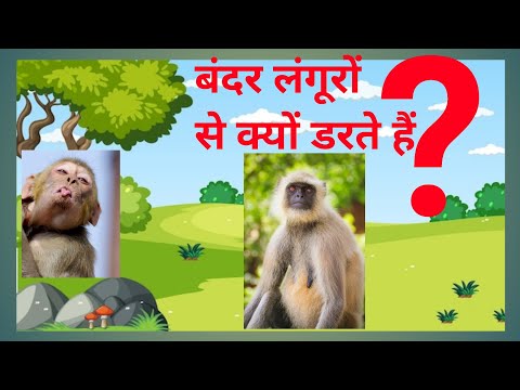 वीडियो: क्या बंदर लंगूरों से डरते हैं?