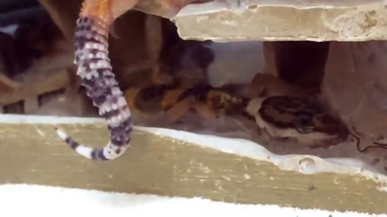 rotting geckos at petco youtube