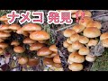 【キノコ狩り】天然ナメコ発見しました〜😍ナメコのお味噌汁☆