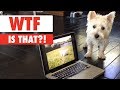 WTF IS THAT?! | Confused Pets Compilation