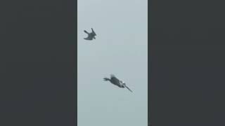 Peregrine Falcon hunting a huge prey #shorts