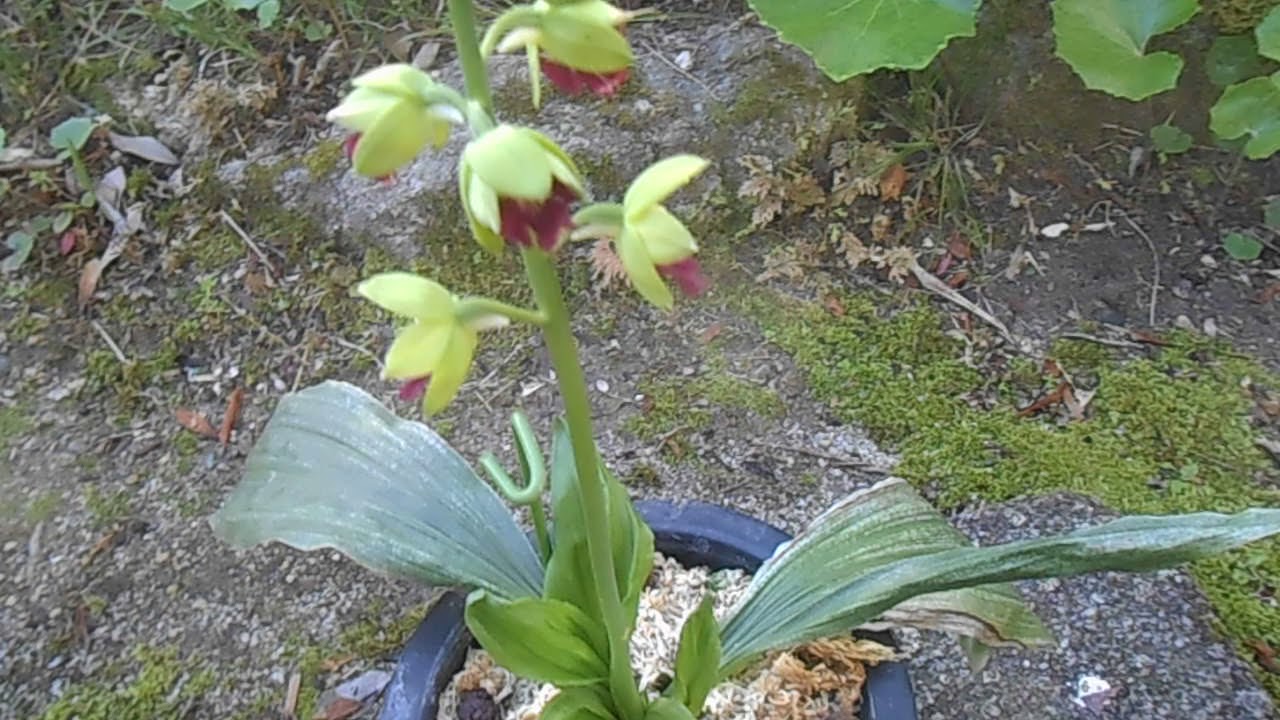 エビネ蘭 えびね 桂離宮開花 Youtube